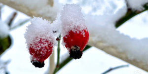 Pauly_Winterangebot2021